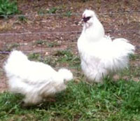 Angel and Princess, the Japanese Silkie Chickens